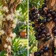 A jabuticabeira parou de produdir frutos? Existe uma técnica milenar que capaz de mudar isso em apenas poucos dias