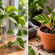 Como multiplicar sua jibóia para ter diversas novas mudas em casa