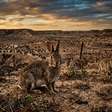 Homem ganha 24 coelhos de presente de Natal em 1859 e desencadeia catástrofe ambiental: eles se reproduziram, chegaram a 200 milhões e se tornaram praga incontrolável na Austrália