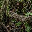 Flórida usa coelhos robôs para atrair pítons invasoras e proteger os Everglades