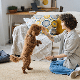 Como se tornar pet sitter? 10 dicas para começar a trabalhar cuidando de animais