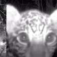 Vídeo mostra filhote de onça-pintada brincando com troncos em frente à câmera no Pantanal