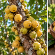A fruta de casca aveludada que é pouco conhecida fora de algumas regiões brasileiras