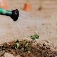 Deixar sementes de molho acelera germinação