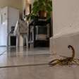 Antes de calçar o sapato, ela encontrou um escorpião: o que revisar dentro de casa depois do susto