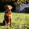 Resistente ao frio e apaixonado por água: conheça o Chesapeake Bay Retriever