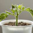 A planta que pode crescer até em um recipiente de iogurte e dá frutos o ano todo