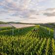 Agricultor colocou 832 painéis solares sobre a plantação e manteve 80% da colheita de milho enquanto produzia eletricidade no mesmo terreno