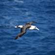 Curiosidades sobre diversas espécies de aves pelo planeta