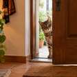 Você abre a porta para o gato. Ele olha, pensa e vai embora. O que ele queria