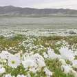 Deserto do Atacama floresce após chuvas do El Niño; veja vídeo
