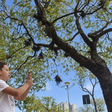 Árvores de Porto Alegre ganham voz com inteligência artificial; saiba como funciona