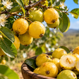 A árvore que produz uma fruta pequena e aromática que ainda é pouco encontrada nos mercados