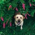 Primavera: cuidados essenciais para evitar alergias em cães e gatos
