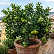 Como cultivar um limoeiro em vaso e conseguir que ele produza frutos
