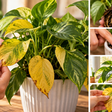 Como recuperar uma planta que começou a apresentar folhas amareladas
