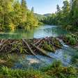 2 castores soltos em Dorset construíram uma barragem de 35 metros em 1 ano e transformaram uma mata sombreada em área úmida onde lontra pesca e coruja caça