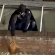 Homem vestido de Batman persegue ladrão e recupera bolsa roubada na Inglaterra