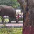 Elefante é flagrado fazendo 'passeio' por parque na Índia; veja vídeo