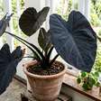 Planta orelha-de-elefante preta: como cultivar suas folhas grandes e fortes para adicionar um toque místico à sua casa