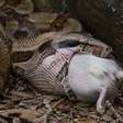A cobra que consegue comer um animal maior que a própria cabeça sem deslocar a mandíbula