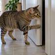 Por que o gato consegue atravessar espaços tão pequenos mesmo parecendo grande demais para passar?