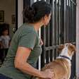 Cachorro começou a sentar diante do portão todos os dias no mesmo horário, a família achou que ele esperava alguém e descobriu que o verdadeiro compromisso acontecia quando o padeiro virava a esquina
