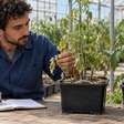Homem começou a usar uma mistura caseira na horta porque os primeiros tomates cresceram rápido, aumentou a quantidade achando que teria resultado ainda melhor e percebeu tarde demais por que as folhas começaram a queimar