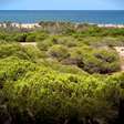 Em 1900, um engenheiro empreendeu uma tarefa monumental contra o deserto: hoje, seu legado é uma floresta de 800 hectares de frente para o Mediterrâneo