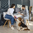 Pet idoso: 7 perguntas para fazer ao veterinário antes de mudar a alimentação
