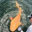 Pescadores descobriram um tubarão laranja no Caribe: ele é único e possui duas condições raras