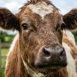 Vizinho vê uma galinha solta, pega o animal e decide levá-lo para casa: furto e resulta em pena de até 10 anos de prisão, por uma atitude de poucos minutos