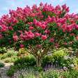 Jardineiros o recomendam: a árvore que floresce 90 dias por ano, necessita de pouca manutenção e traz muita cor ao jardim