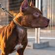 Pitbull invade residência, ataca moradores e mata dois cães em Tramandaí