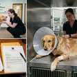 Empresa de hospedagem para pets recebe uma cadela saudável e devolve o animal com lesões graves e necessidade de internação; falhas durante poucos dias de cuidado podem terminar em despesas veterinárias e indenização por dano moral