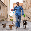 O que é preciso para ser passeador de cães? Veja como trabalhar como dog walker com segurança e profissionalismo
