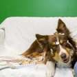 Um novo estudo sobre a inteligência canina revela o método surpreendente que os cães usam para entender a linguagem humana