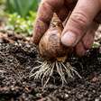 O bulbo que você planta no começo do outono e quase esquece até a primavera: colocar espécies de floração precoce no solo agora prepara o jardim para voltar a ganhar cor meses depois