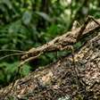 Bicho-pau australiano fotografado por anos só agora ganha nome científico: e outra espécie tem ovos com anéis nunca vistos antes