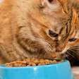 Nutrição de qualidade: alimentos essenciais para a saúde do seu gato