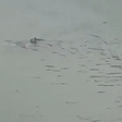 Tubarão é filmado nadando em rua alagada durante tempestade em Nova Jersey