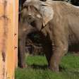 Este elefante resgatado passou 40 anos em um zoológico. Agora deverá percorrer 1.600 km rumo à sua nova vida em um santuário brasileiro