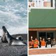 Hostel na Patagônia busca voluntários para morar de graça em troca de fotos e vídeos para redes sociais: oferta inclui hospedagem e passeios