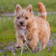 Pequeno e destemido: o norwich terrier é uma raça de cachorro que se destaca pela alegria e coragem