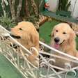 Conheça Budy, o golden retriever que viralizou nas redes e transformou sua casa em ponto turístico