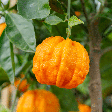 Laranja-amarga faz bem para quê? Conheça 6 possíveis benefícios e como usar