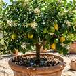 Os especialistas em jardinagem concordam sobre o limoeiro: "A luz e a irrigação são fundamentais para que produza frutos"