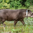 Uma família plantou 840 mil árvores no Rio de Janeiro e, 25 anos depois, trouxe de volta um animal extinto há um século