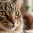 Cientistas afirmam que gatos podem ajudar a desbloquear melhores tratamentos contra o câncer para humanos