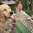 Golden retriever conquista a internet e transforma portão de casa em ponto turístico